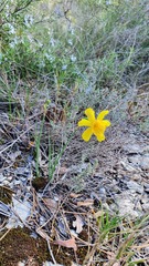 Narcissus assoanus assoanus