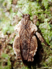 Eurymorphopus bolivariensis