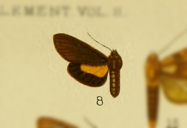 Virbia flemmingi