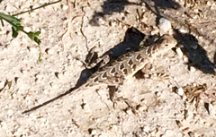 Holbrookia subcaudalis