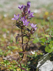 Gentianella aspera
