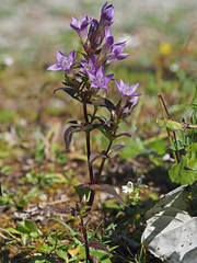 Gentianella aspera