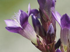 Gentianella aspera