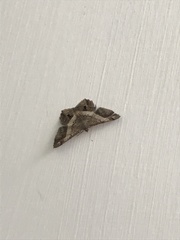 Chiasmia nora