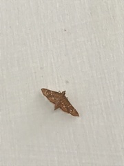 Nausinoe geometralis