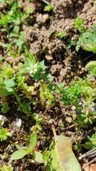 Arenaria leptoclados