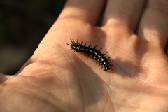 Doleschallia bisaltide australis