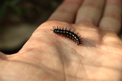 Doleschallia bisaltide australis