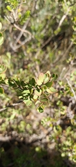 Leptospermum glaucescens