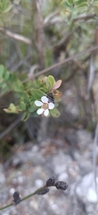 Leptospermum glaucescens