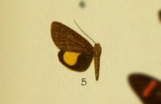 Virbia fluminea
