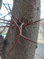 Gleditsia triacanthos