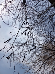 Gleditsia triacanthos