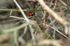 Gonioctena variabilis