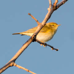 Phylloscopus trochilus