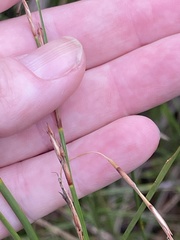 Machaerina juncea