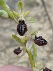 Ophrys exaltata