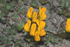 Lotus cytisoides