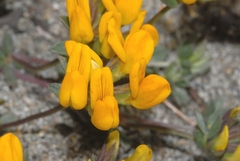 Lotus cytisoides