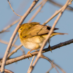 Phylloscopus trochilus