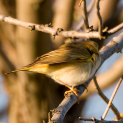 Phylloscopus trochilus