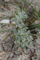 Medicago marina