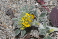 Medicago marina
