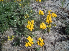 Lotus cytisoides