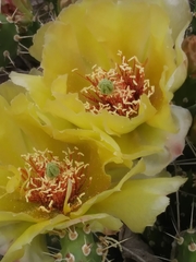 Opuntia × columbiana