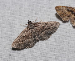 Chrysolarentia severata