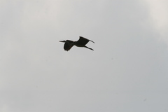 Ardea cinerea