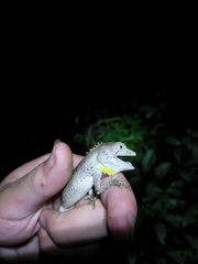 Pseudocalotes microlepis