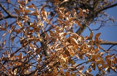 Scurrula parasitica