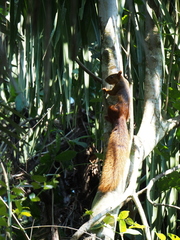 Sciurus spadiceus
