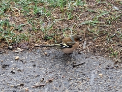 Fringilla coelebs