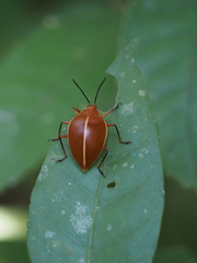 Ellipticus dorbignyi