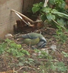 Cyanistes caeruleus