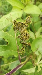 Leucanella viridescens