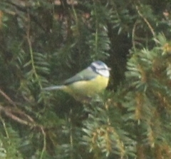 Cyanistes caeruleus