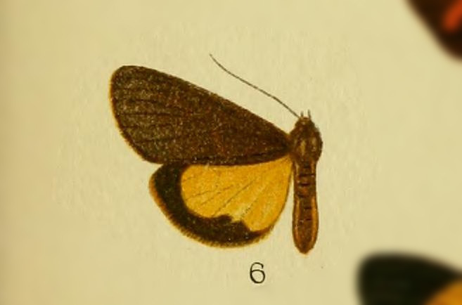 Virbia lehmanni