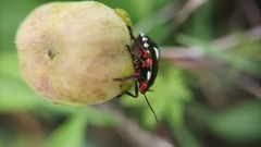 Chinavia erythrocnemis