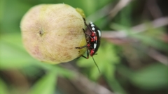 Chinavia erythrocnemis