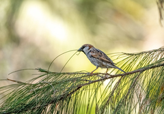 Passer hispaniolensis hispaniolensis