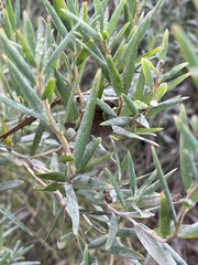 Leucopogon australis