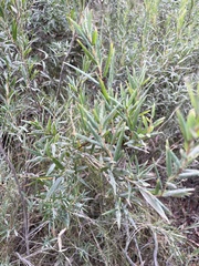 Leucopogon australis