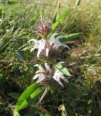 Monarda clinopodioides
