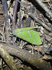 Aenetus ramsayi