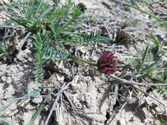 Astragalus suprapilosus