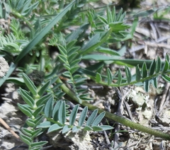 Astragalus suprapilosus
