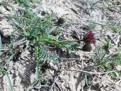 Astragalus suprapilosus